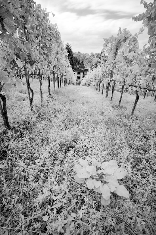 Resulting image after a two minutes processing in Photoshop