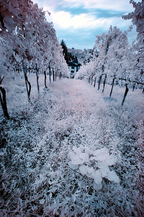 This is the resulting image after a slight contrast improvement and sharpening