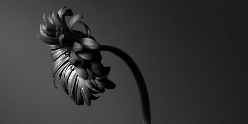 Black and White Still life photography