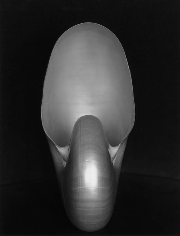 Edward Weston Nautilus